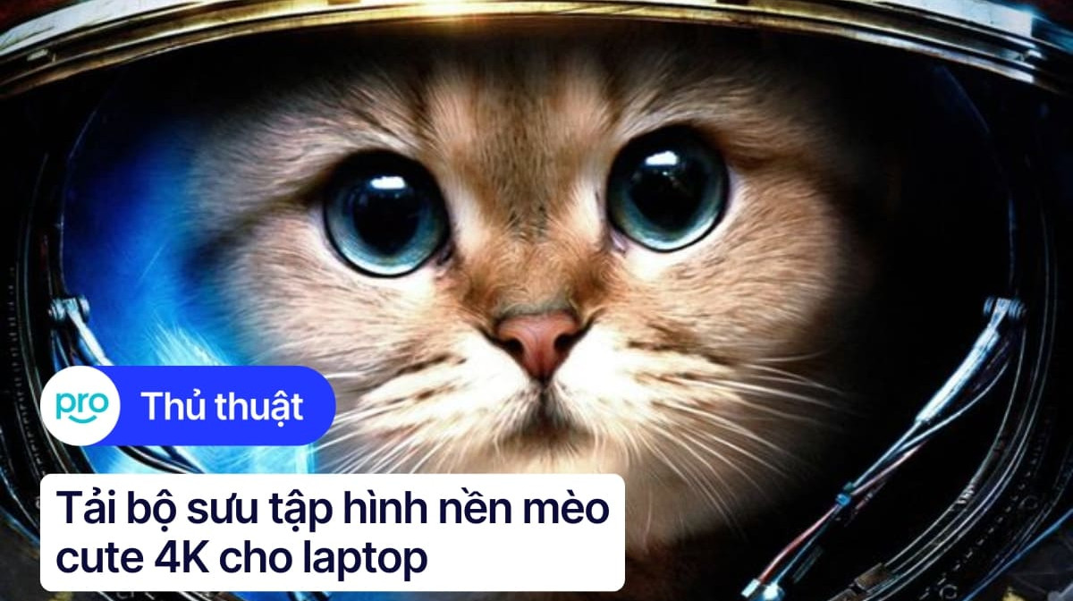 Tải bộ sưu tập hình nền mèo cute 4K cho laptop