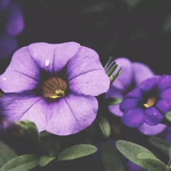 Ảnh đánh giá của Khách hàng