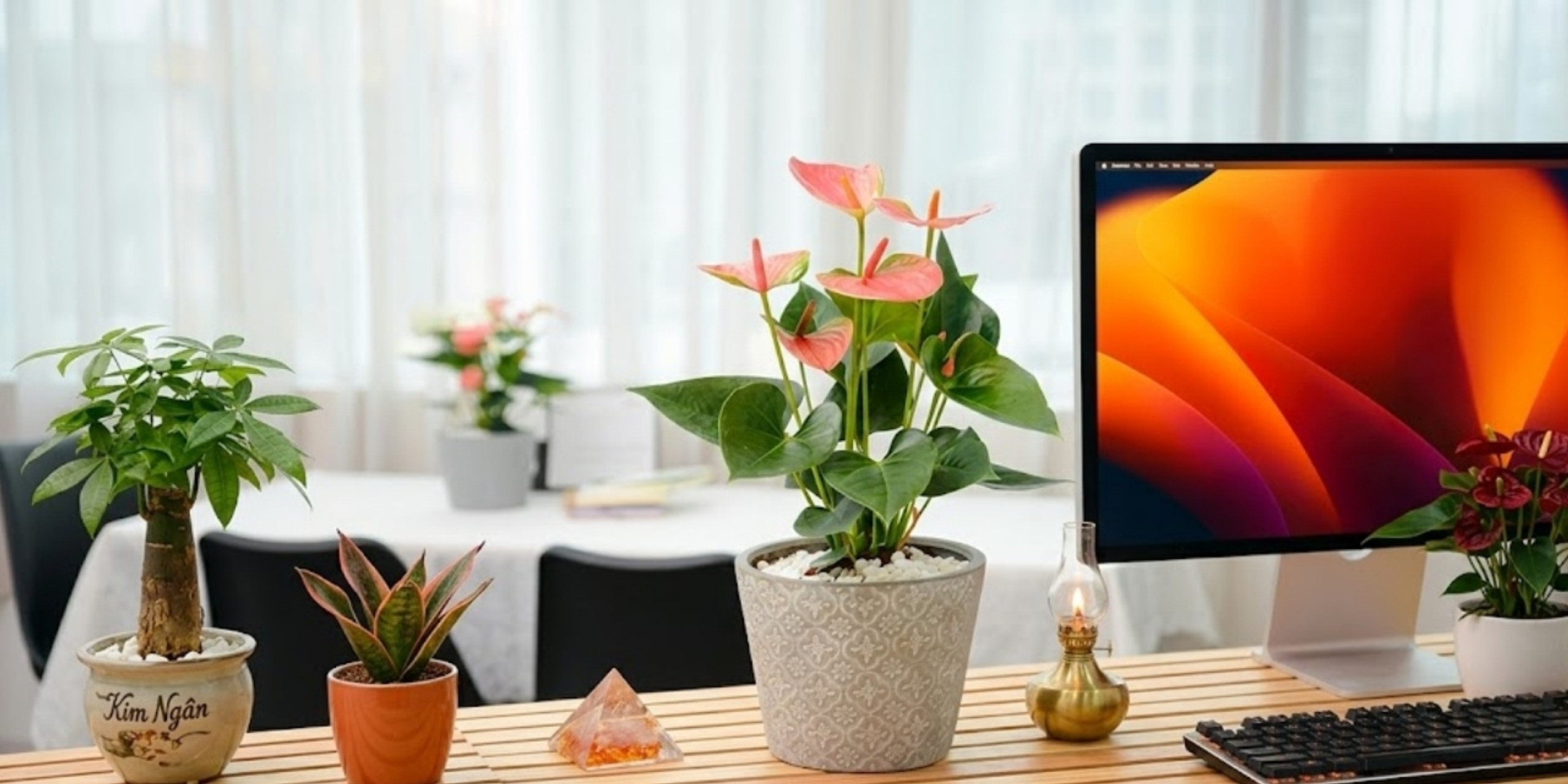 Người mệnh Hỏa nên đặt cây gì trên bàn làm việc để tăng hiệu quả?