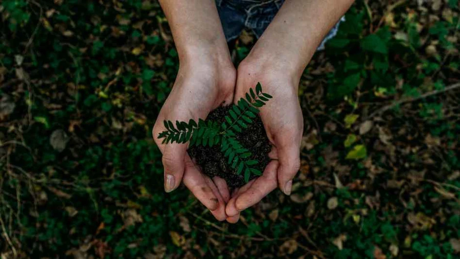 GoodSpace đã tiên phong sử dụng gỗ NatureBridge 